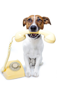 Dog-on-the-Phone